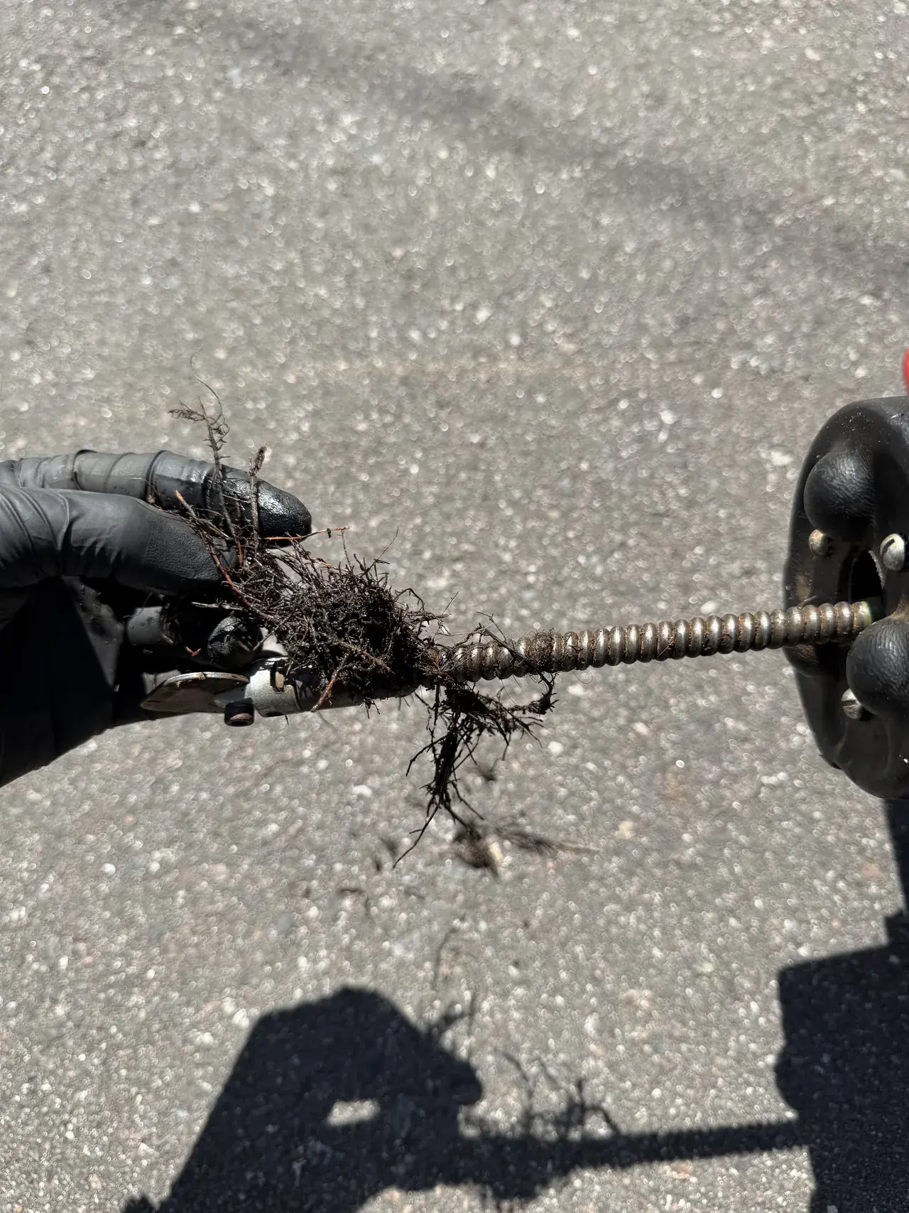 Roots pulled out of a drain line on the cable of a drain machine, XQS job in New Port Richey